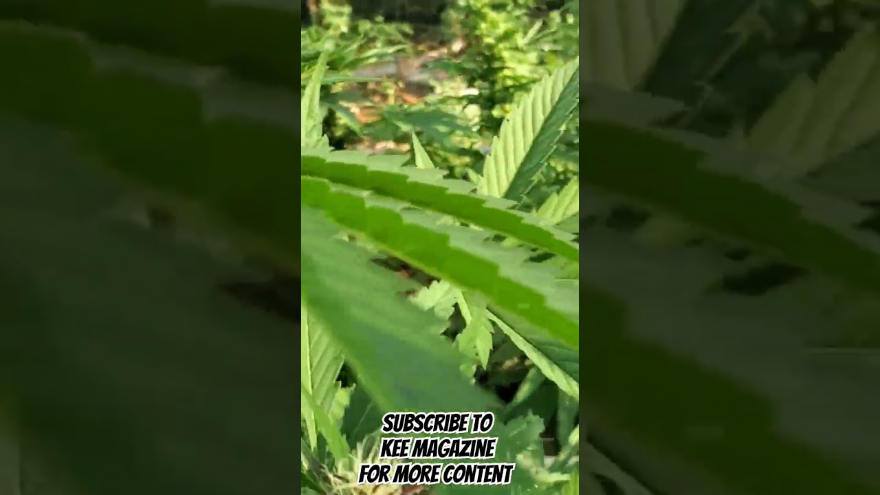 Fields of Green #ganja #keefmagazine #Jamaica #cannabis #876