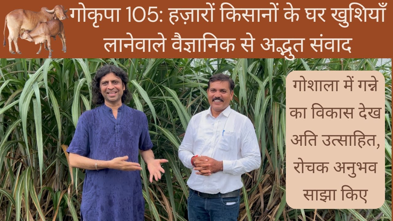गोकृपा 105: हज़ारों किसानों के घर खुशियाँ लानेवाले वैज्ञानिक से अद्भुत संवाद; गन्ने को देख उत्साहित