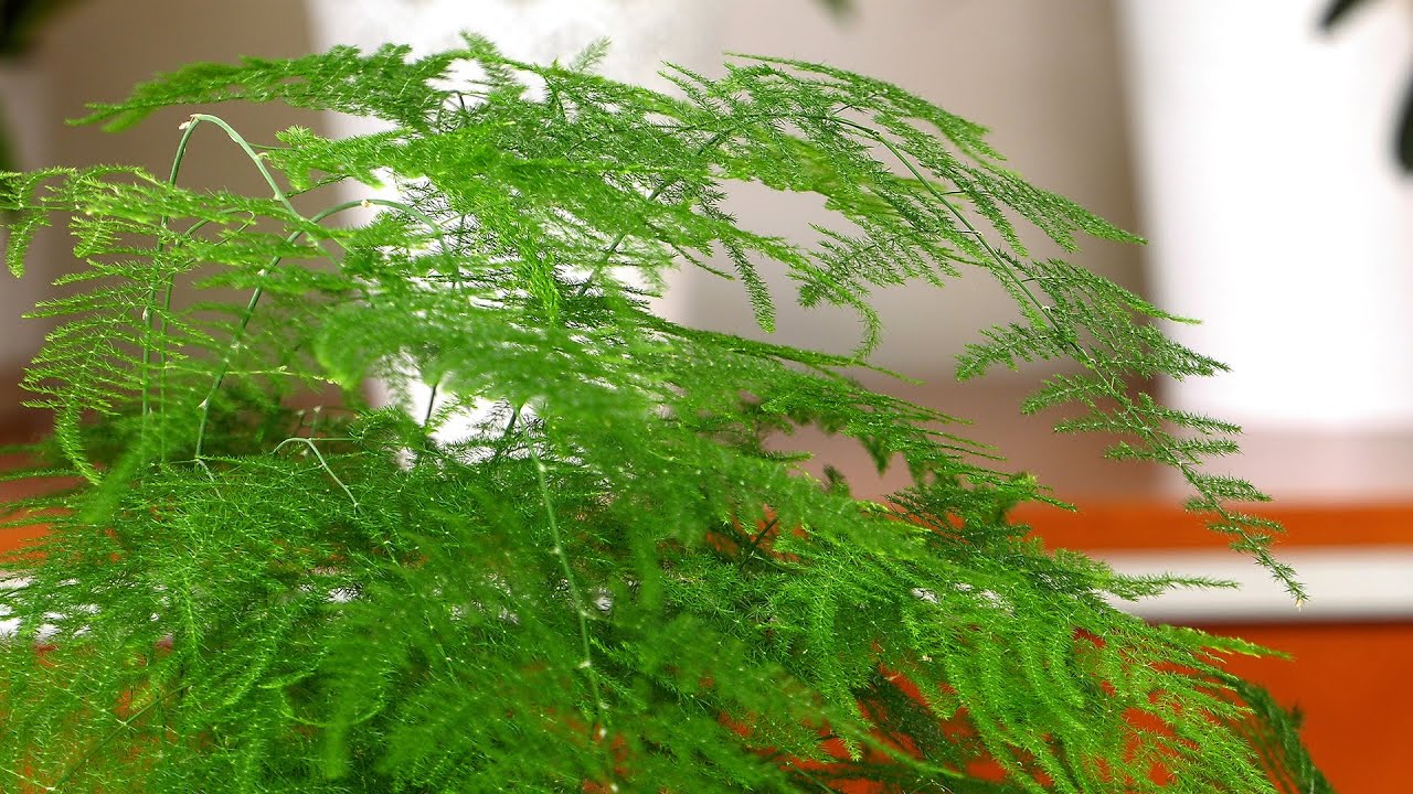 Asparagus - szparag doniczkowy pielęgnacja i rozmnażanie - domowe rośliny doniczkowe
