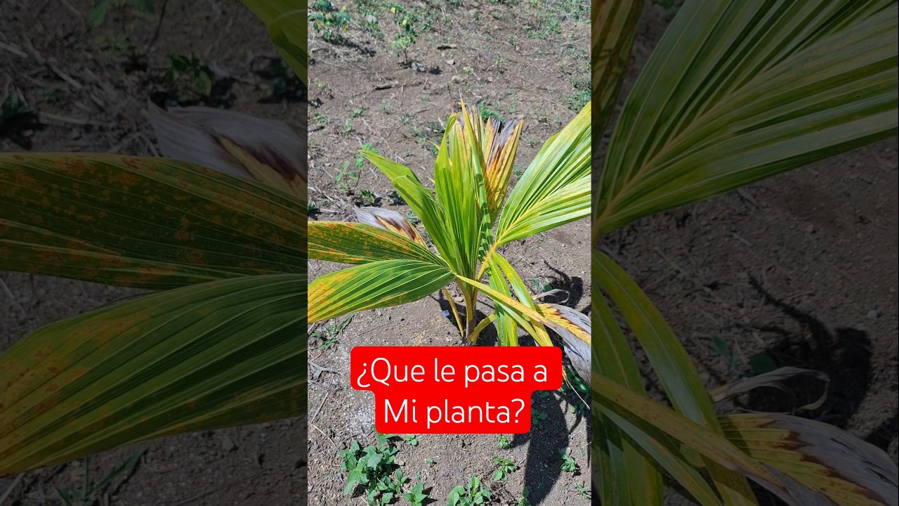 Hojas amarillas en planta de Coco.
