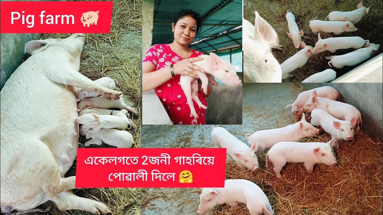 আজি আকৌ দুজনী গাহৰিয়ে পোৱালী দিলে 😊 #youtubevideo #pigfarm #business 