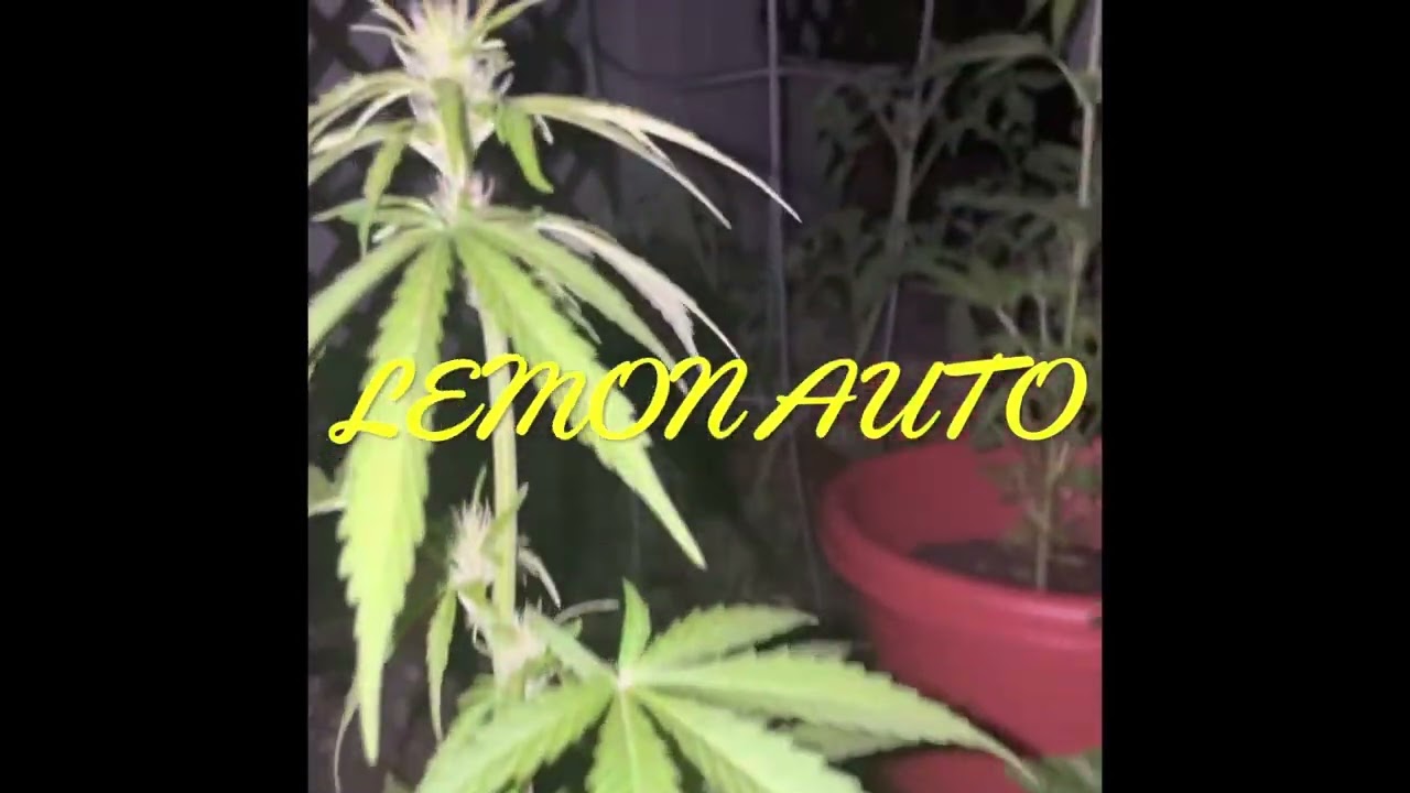 Pink Kush CBD, Lemon Auto Feminised Seed Week 7