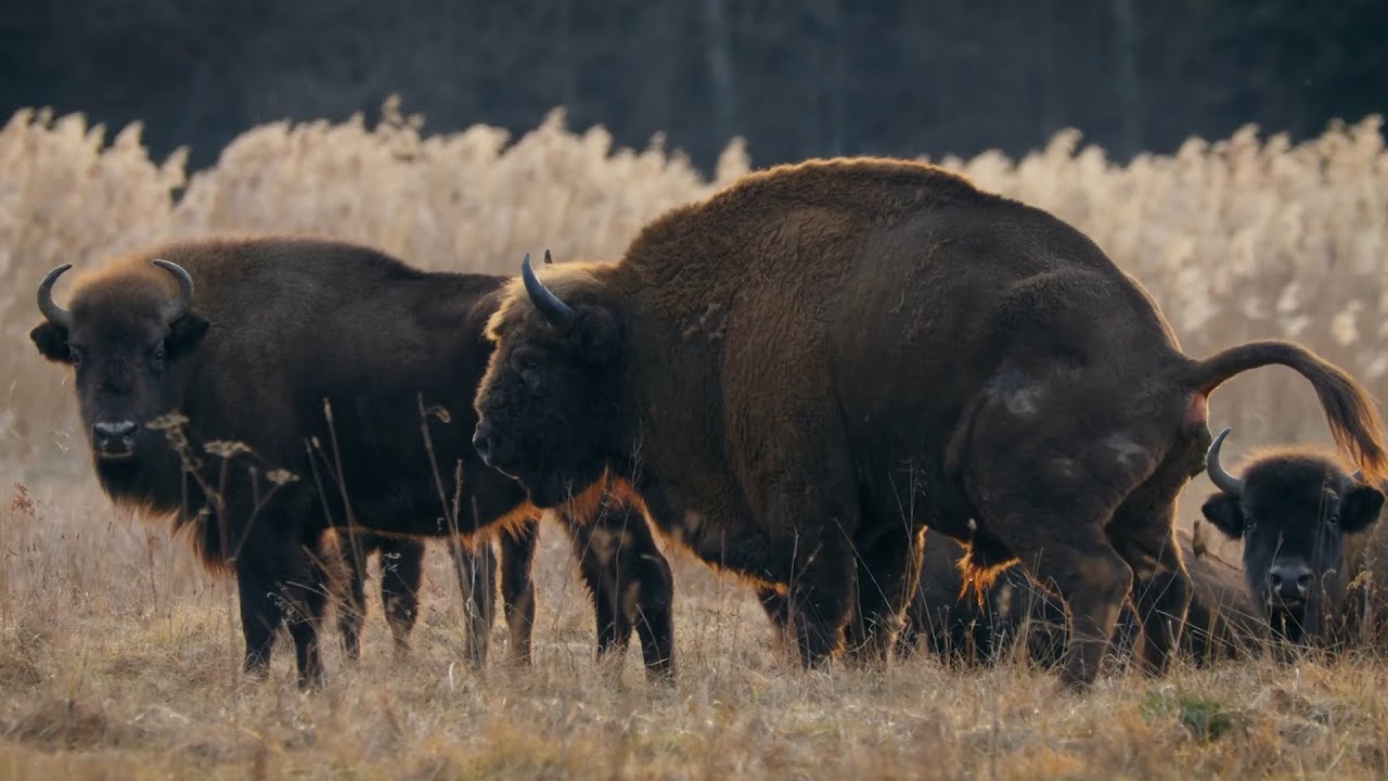 Mother Nature Calls - Experience Wild Beauty Through Sound and Vision (4K)