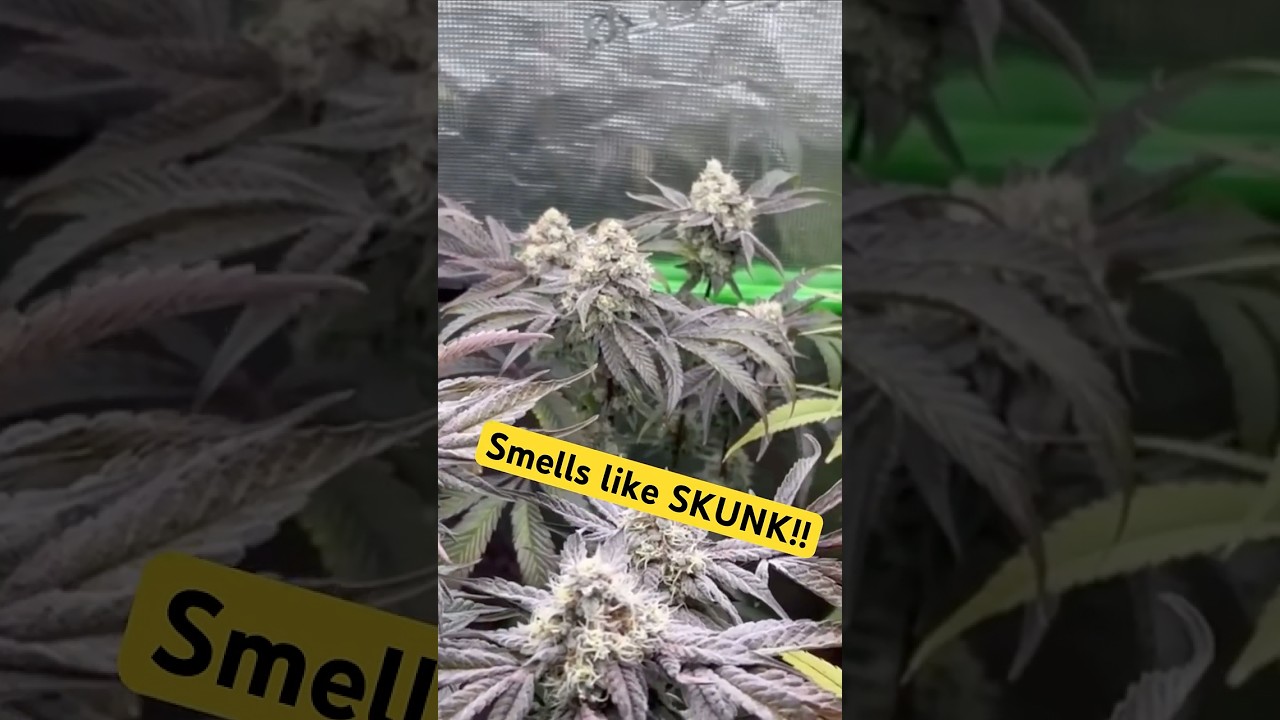 Smells like SKUNK!!!