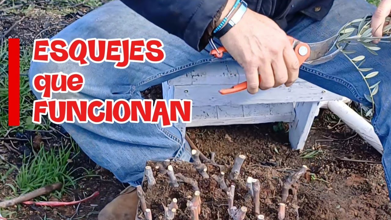 🌱📌 El SECRETO para que tus ESQUEJES agarren siempre