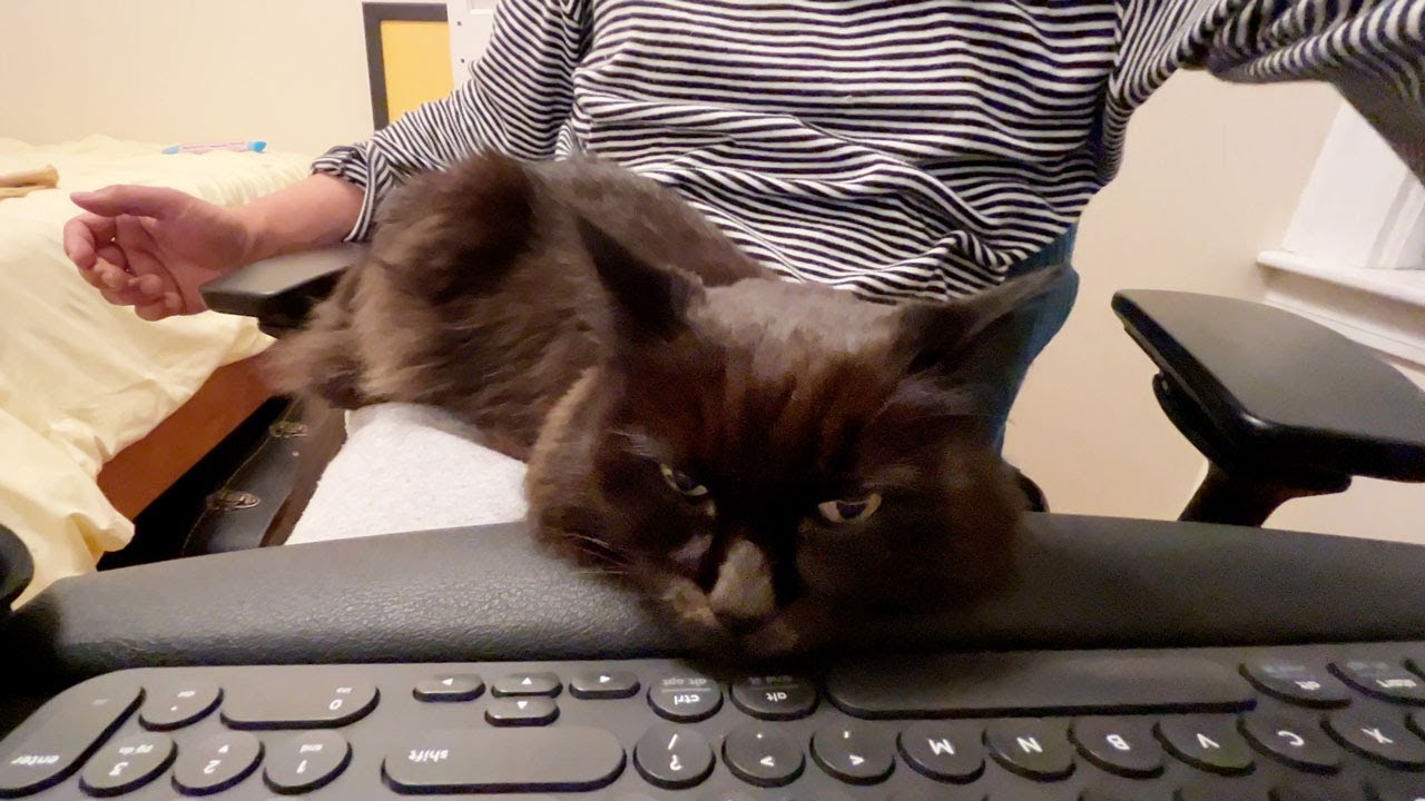 飼い主の膝をあまり譲り合わない猫たち…