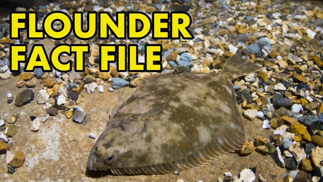 Flounder: Fact File (British Wildlife Facts)