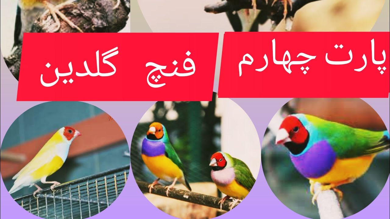 فنچ گلدین, پرورش فنچ, فنچ, پرورش فنچ زبرا در خانه، قفس، بیماری های فنچ