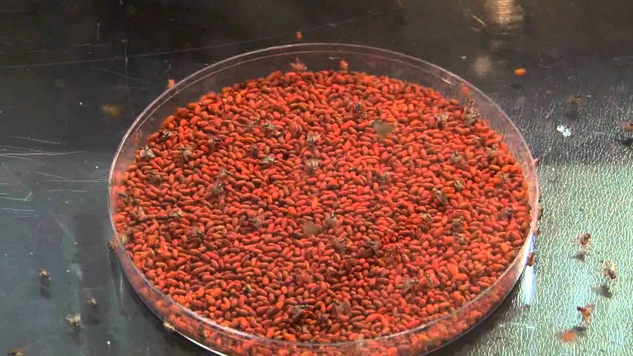 SIT  -  Florida’s Proactive Defense from Exotic Fruit Flies