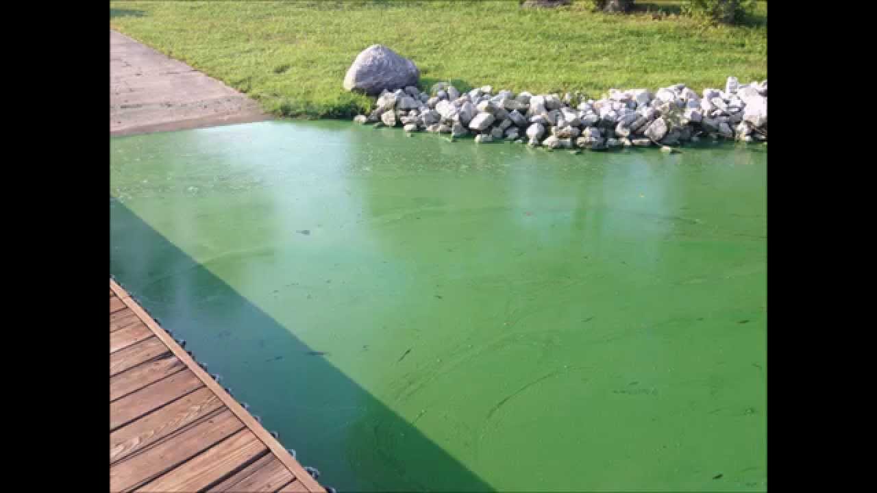 Beagle Bioproducts Podcast | Algae, Cyanobacteria, Biotechnology.