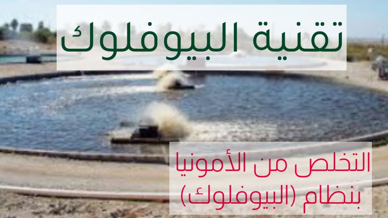 كيفية التخلص من الأمونيا وتحويلها الى بروتين يتغذى عليه الأسماك (البيوفلوك)