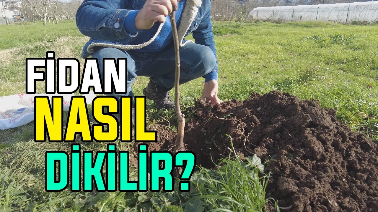 Fidan Dikiminde Dikkat Edilmesi Gereken PÜF NOKTALAR!