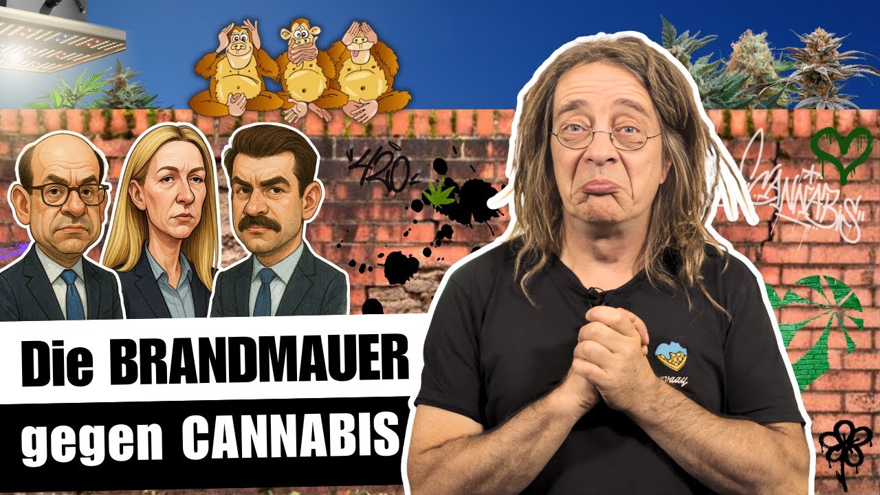 Die CANNABIS-BRANDMAUER der Koalition: Droht jetzt der n&auml;chste Hammer?