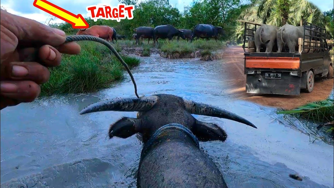 MENANGKAP KERBAU - ajak sepasang kerbau tunggang andalan