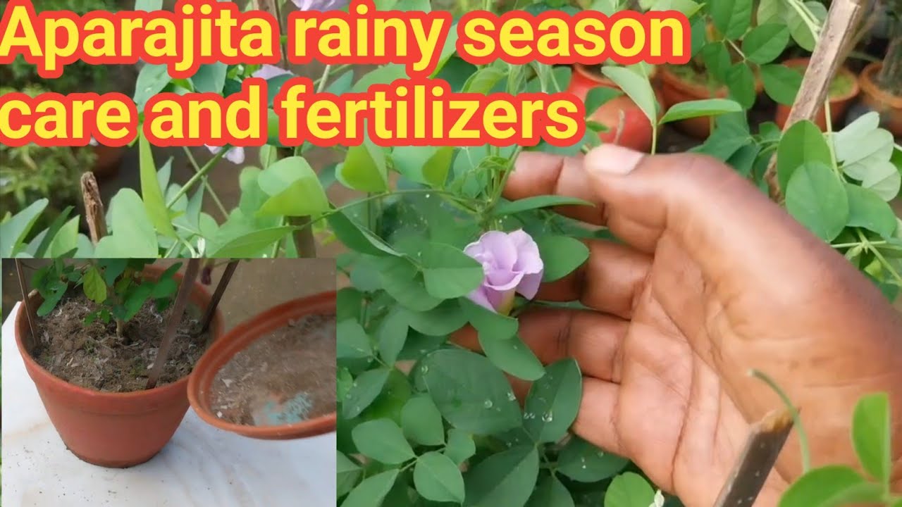 How to care Aparajita / Fertilizer to use in the monsoon / Aparajita flower