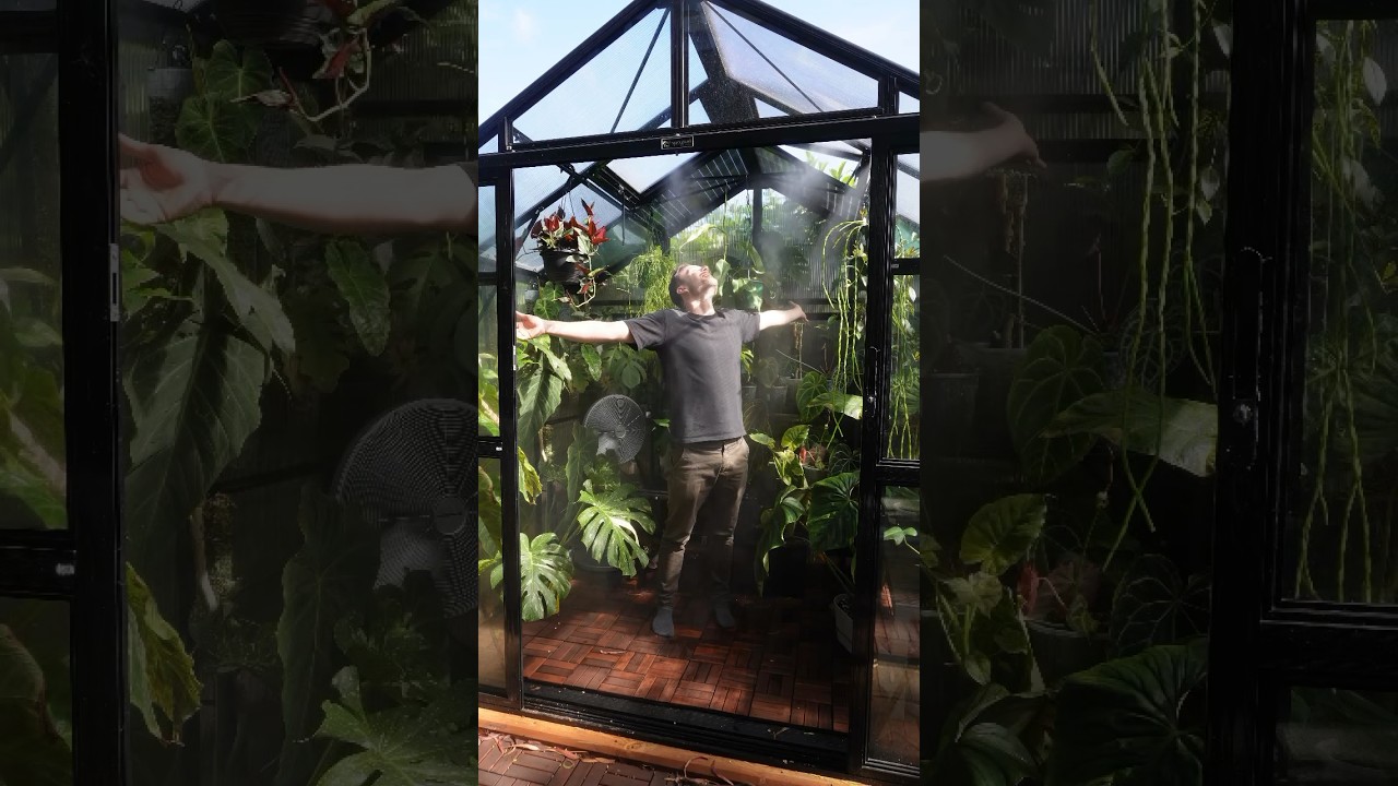 My little tropical paradise 🏡🚿 greenhouse & misting system by Sproutwell #greenhouse #plants