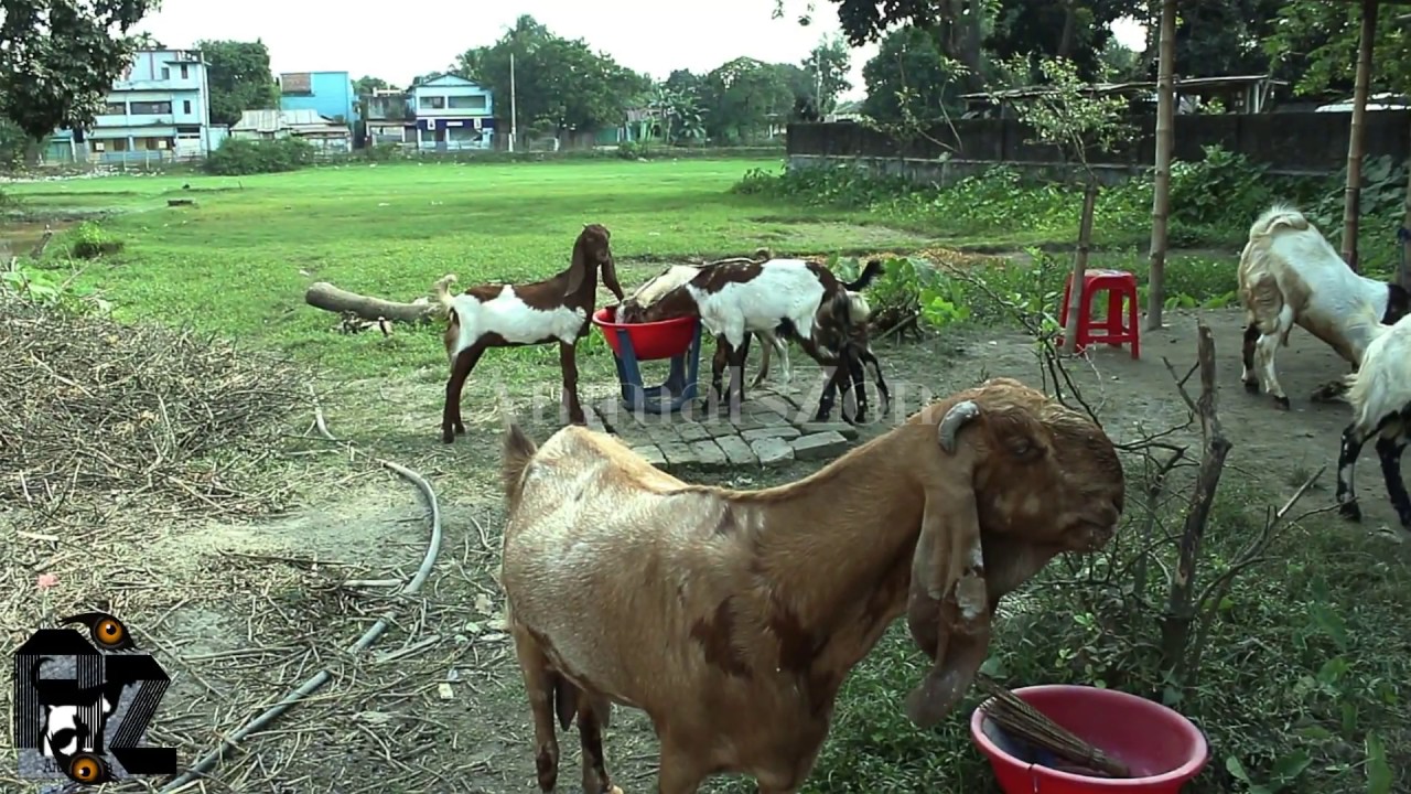 Visiting A Goat Farm-Funny Goats Screaming like Humans-Best_Funny&cute goat animals compilation