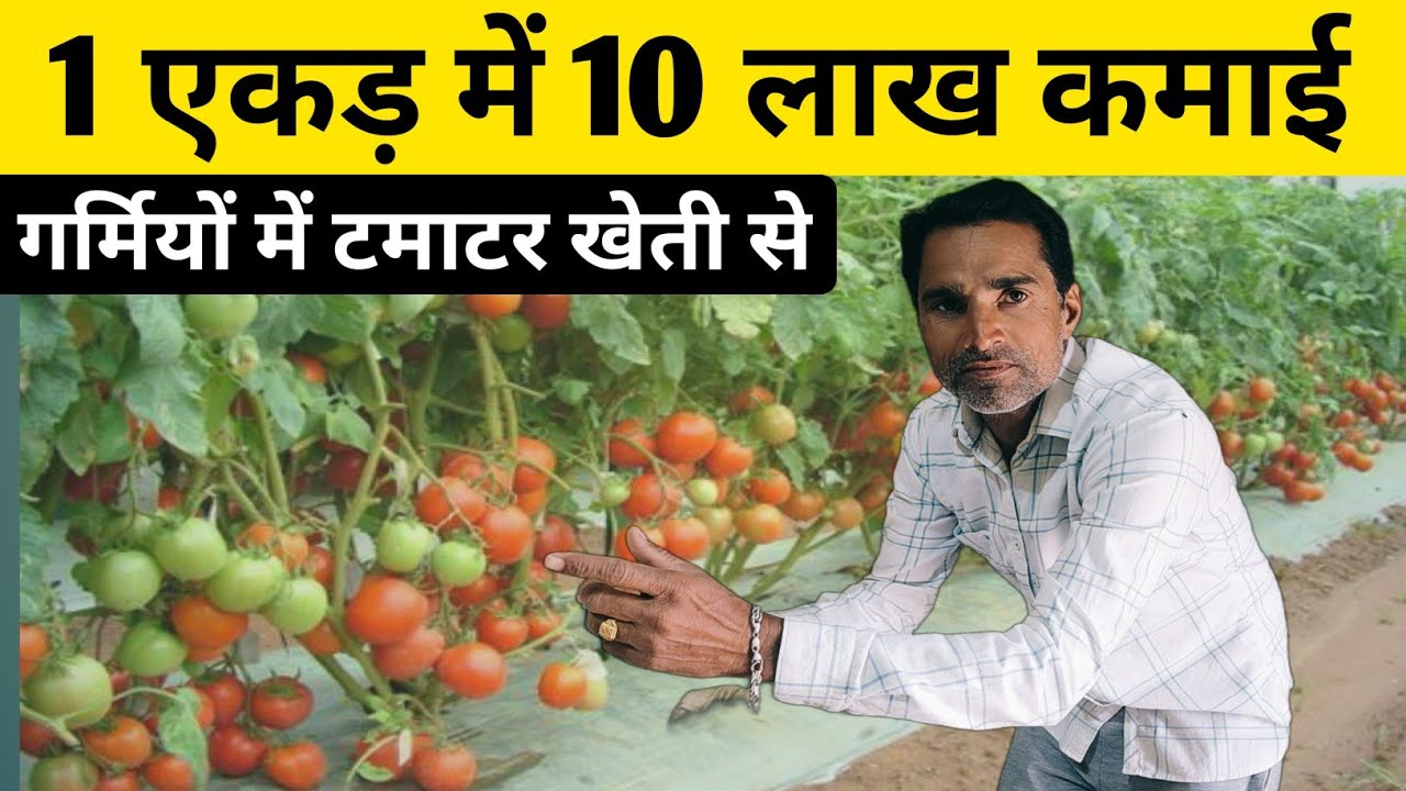 गर्मियों में 🍅 🤑टमाटर की 1 एकड़ खेती से करें 10 लाख तक कमाई | Tomato Farming | Tamatar Ki Kheti |