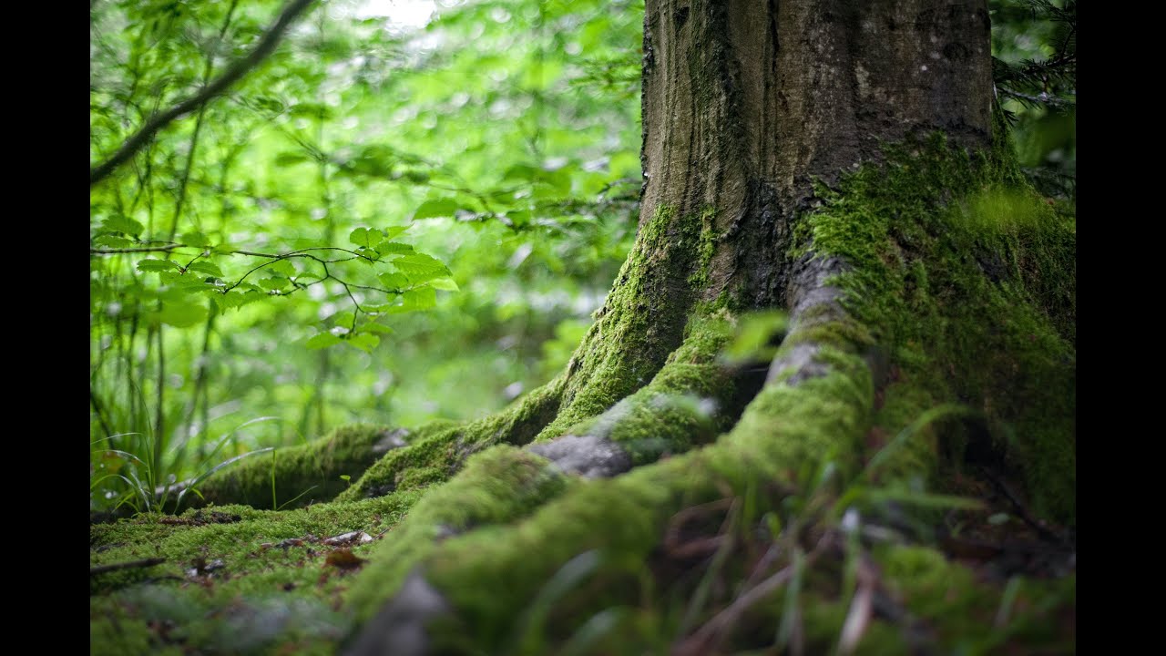 #mindfulness#NatureMeditation#PeacefulSleep#SoothingSounds#NatureTherapy#ChillVibes#ZenMusic