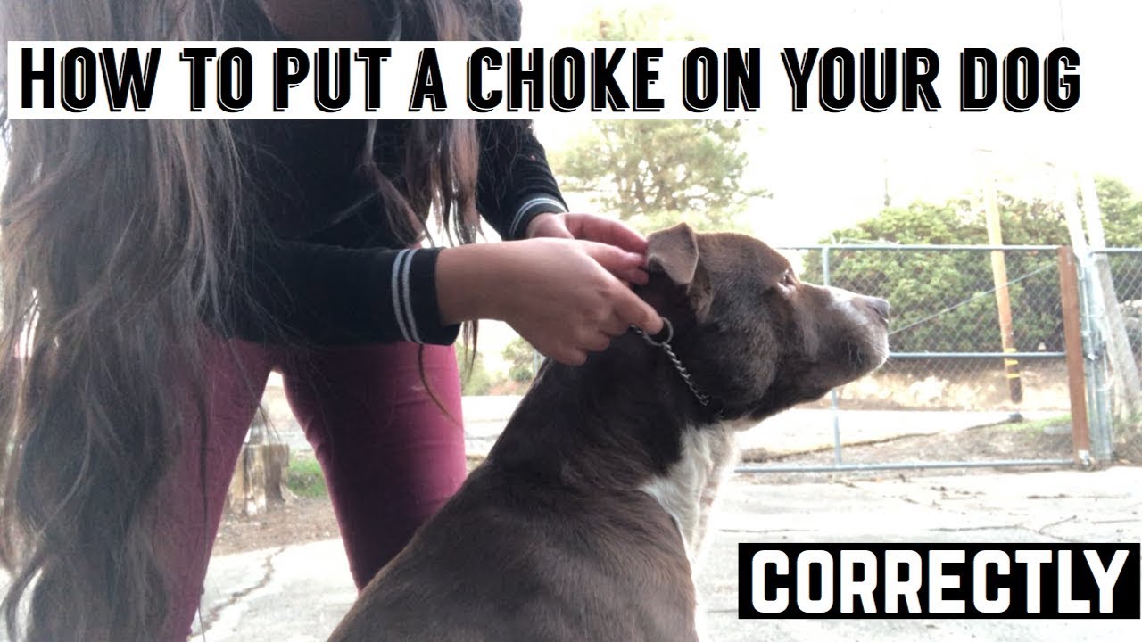 How to put a choke chain on your dog || Timeless K9 Training