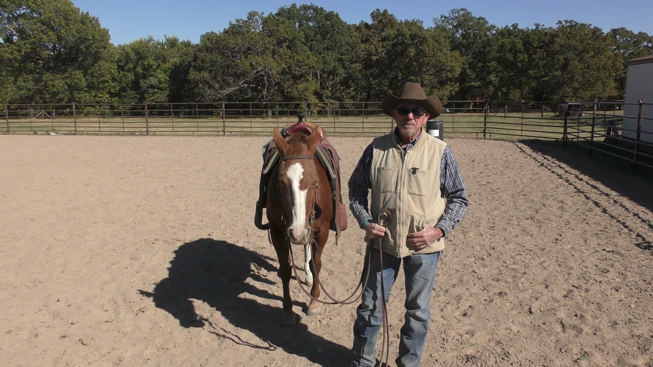 Common Mistakes First Time Horse Buyers Make