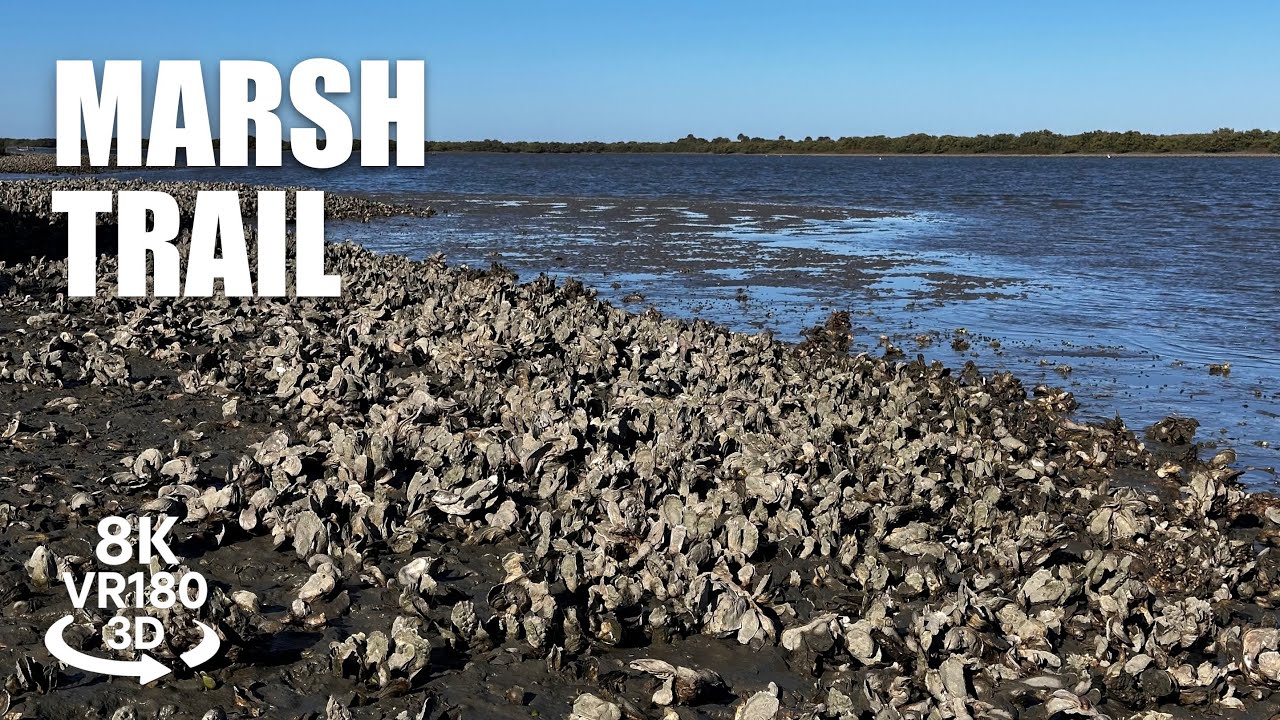 Anastasia State Park Marsh Trail VR180 8K 3D Marshlands, Canoe Launch, Coastal Nature VR视频 3D動画 VR旅行