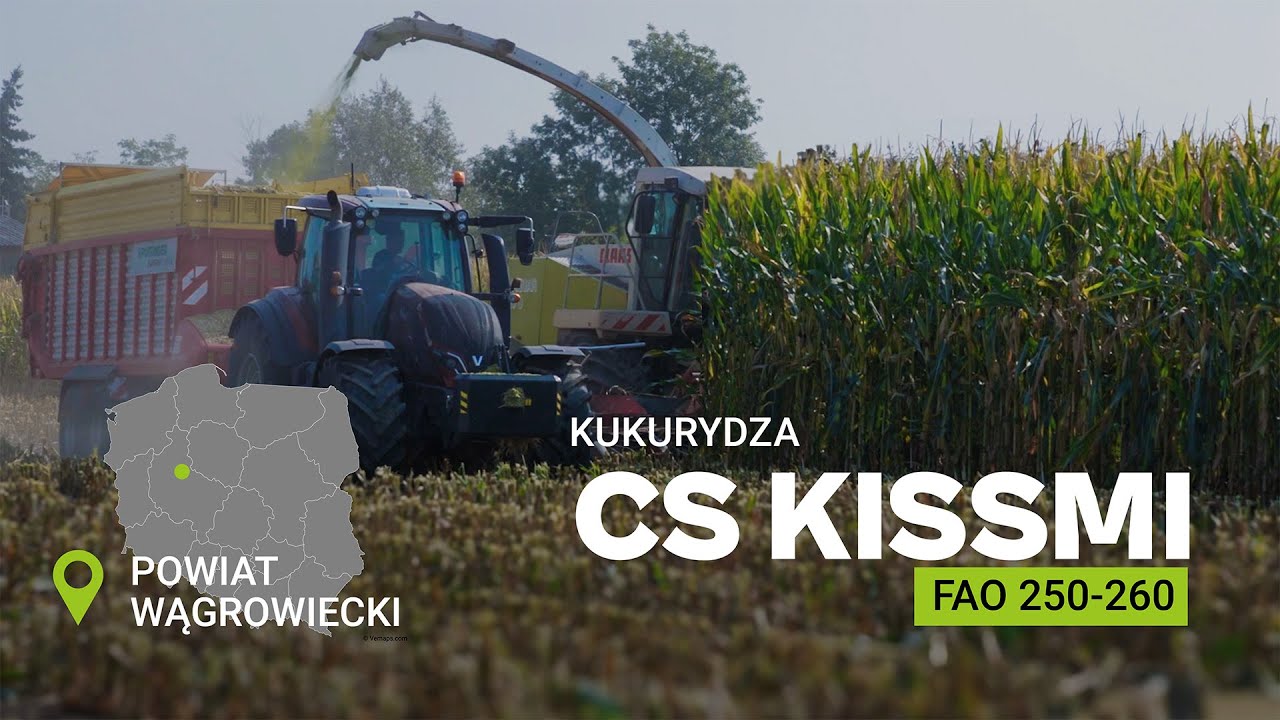 Zbiór na kiszonkę kukurydzy odmiany CS Kissmi w Jaroszewie Pierwszym w Wielkopolsce.