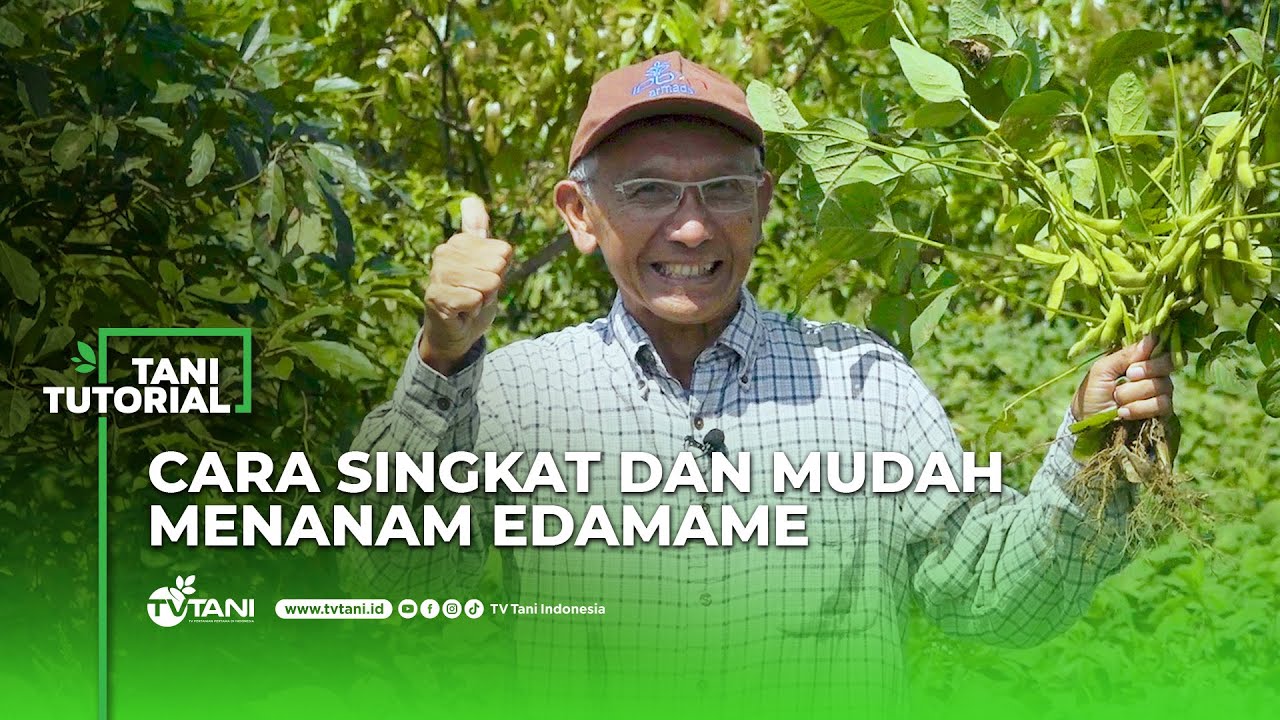Mudahnya Menanam Edamame dan Hasil Maksimal