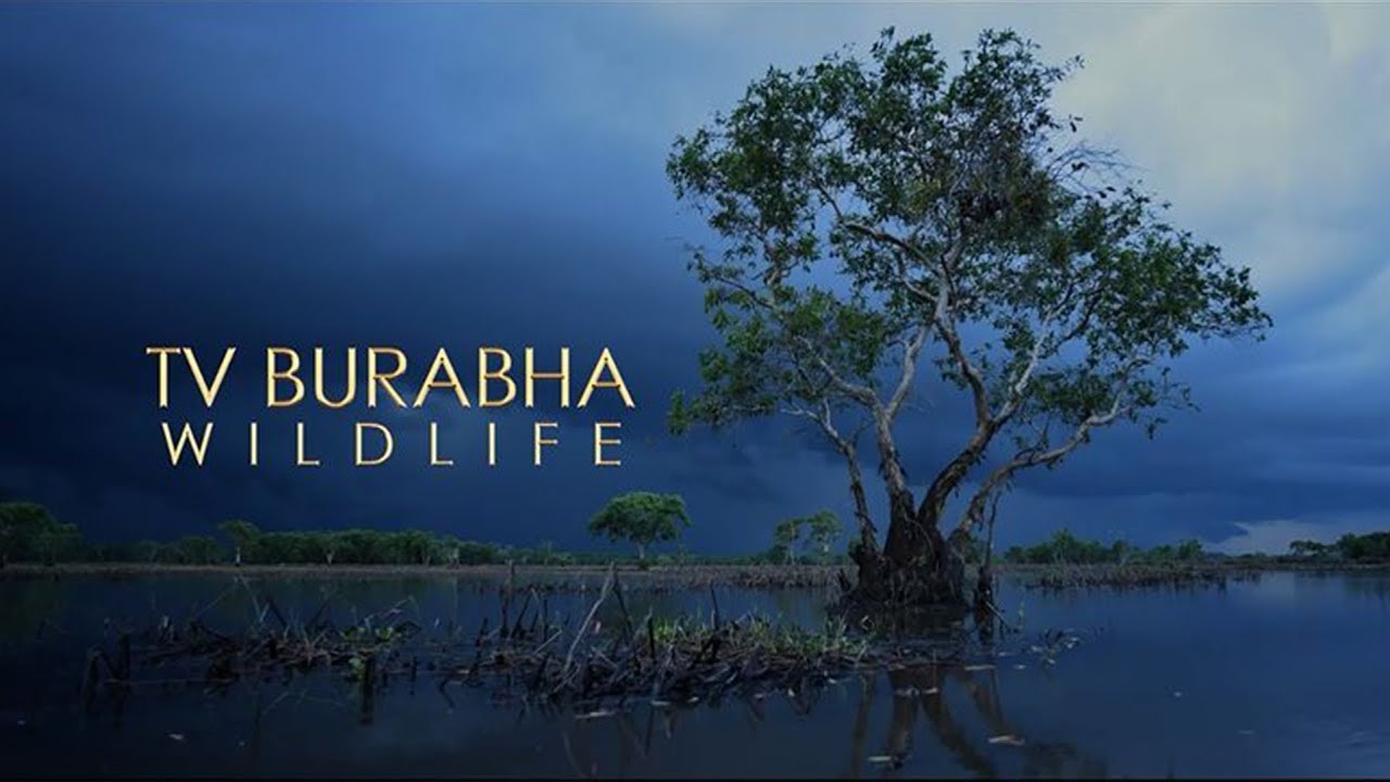 Showreel Tvburabha Wildlife