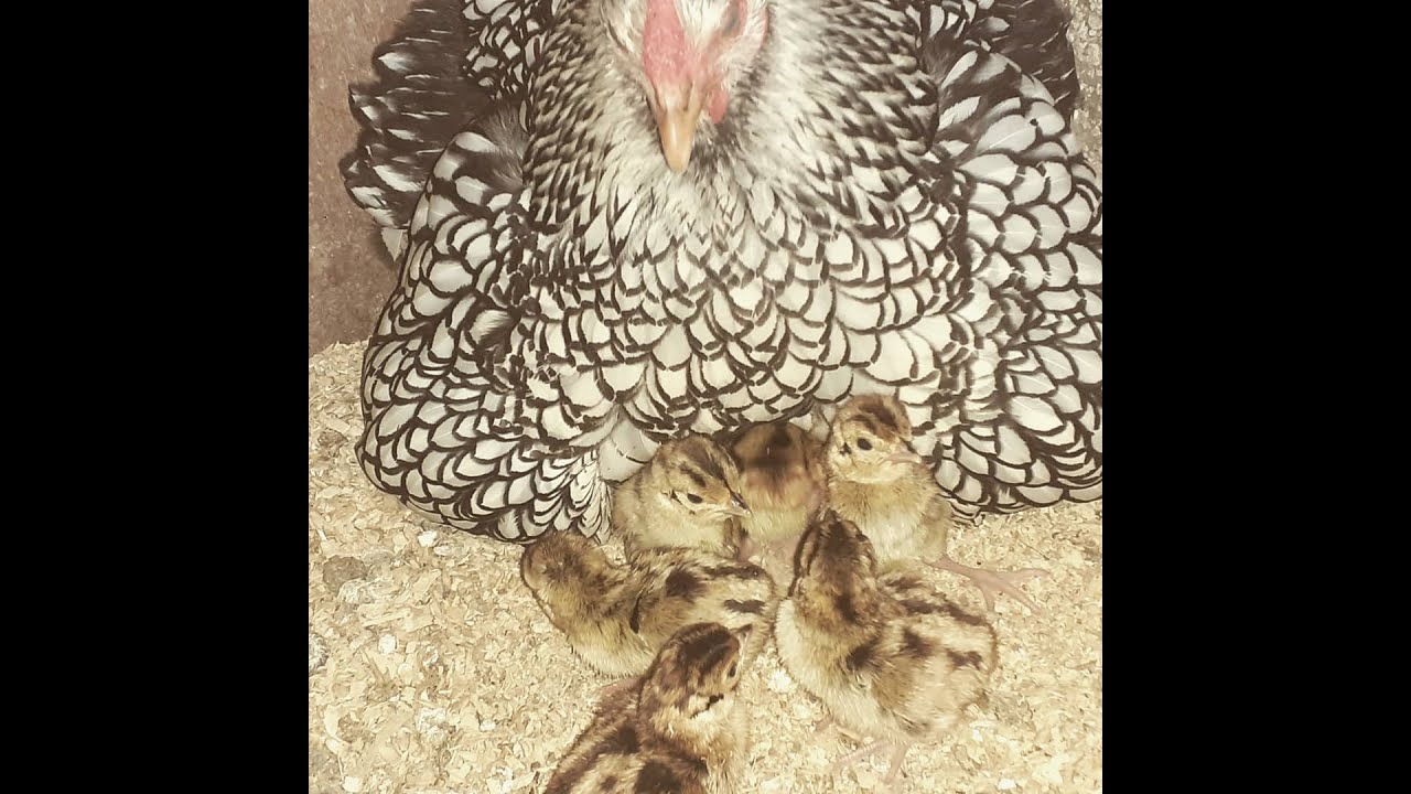 Can a wyandotte hen hatch 18 pheasant eggs?/ Kan een wyandotte hen 18 fazanten eieren uitbroeden?