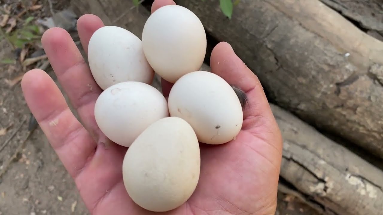 PROCURANDO NINHO DAS GALINHAS + ACHEI O NINHO DAS GUINÉS!!!