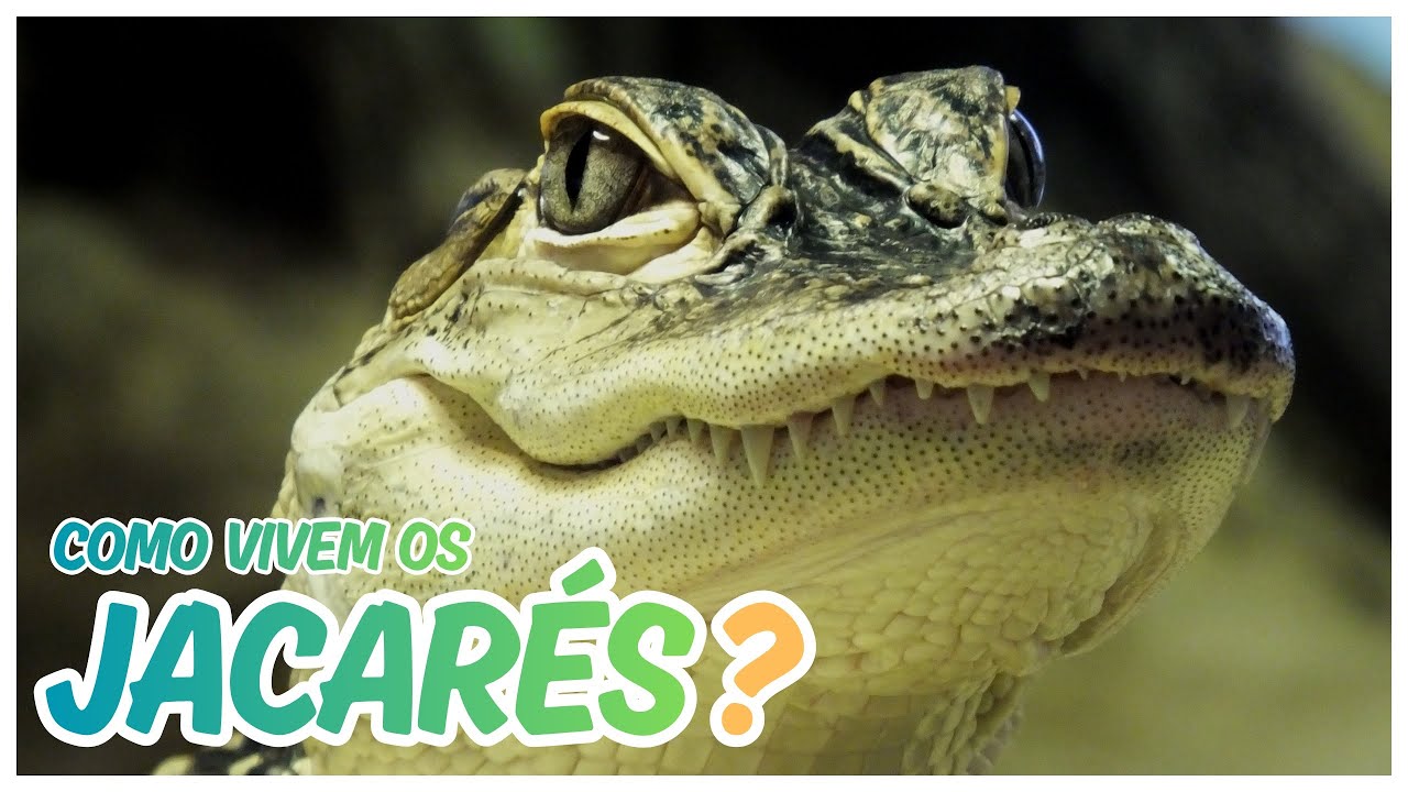 JACARÉS - CURIOSIDADES E FATOS INCRÍVEIS