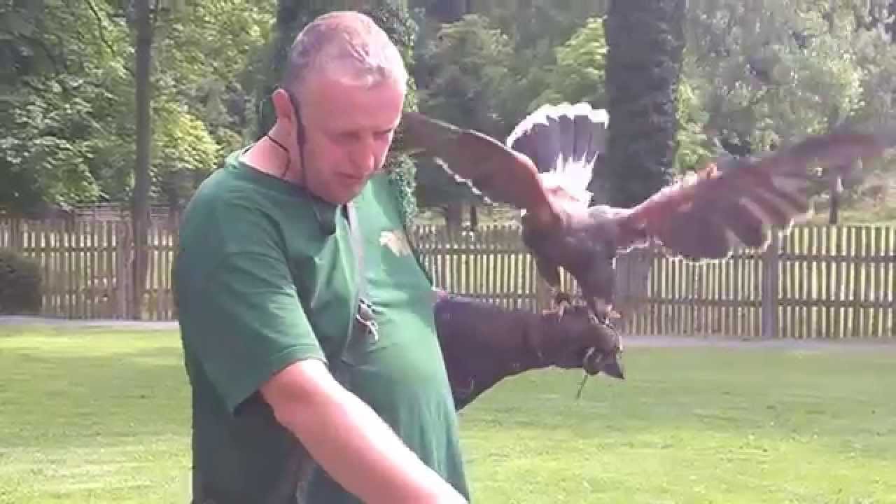 Výcvik dravců na zámku Žleby