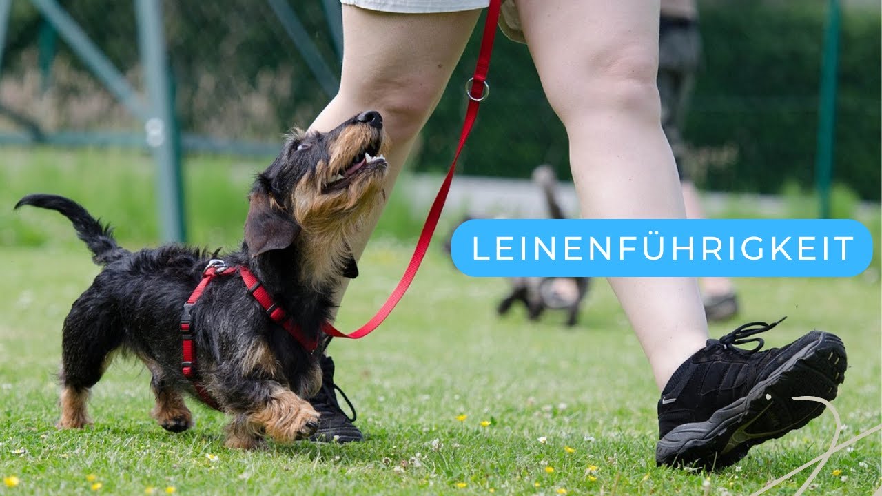 Leinenführigkeit