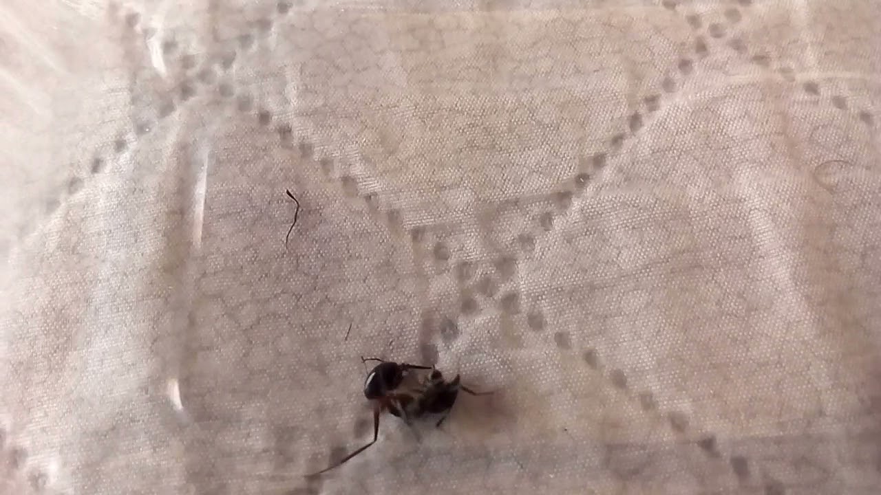 Epic Ant battles 3. Diacamma rugosum (China) vs Camponotus fellah (Israel) 26.05.2021