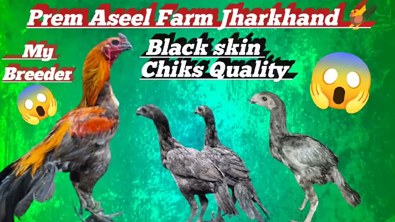 Top quality black skin chiks available 8521208435 #top #red #colors #chiks #black #skin #viral 