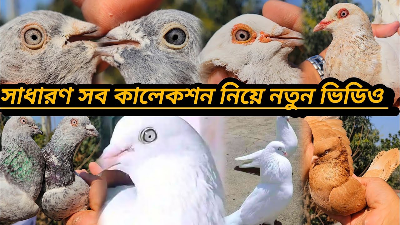 #টপ কোয়ালিটি গিরিবাজ গড়া,হেমার,কোবরা,লাল যাক, সবুজ গলা,আর্মি,বেজি,কবুতর কিনুন @#৳%