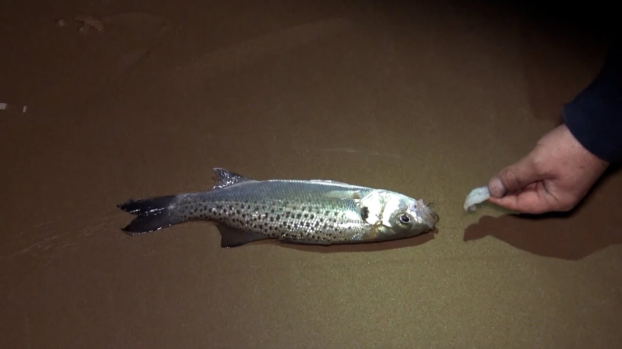 Surf Casting in Sicilia - Esplorando la schiuma (Italcanna)