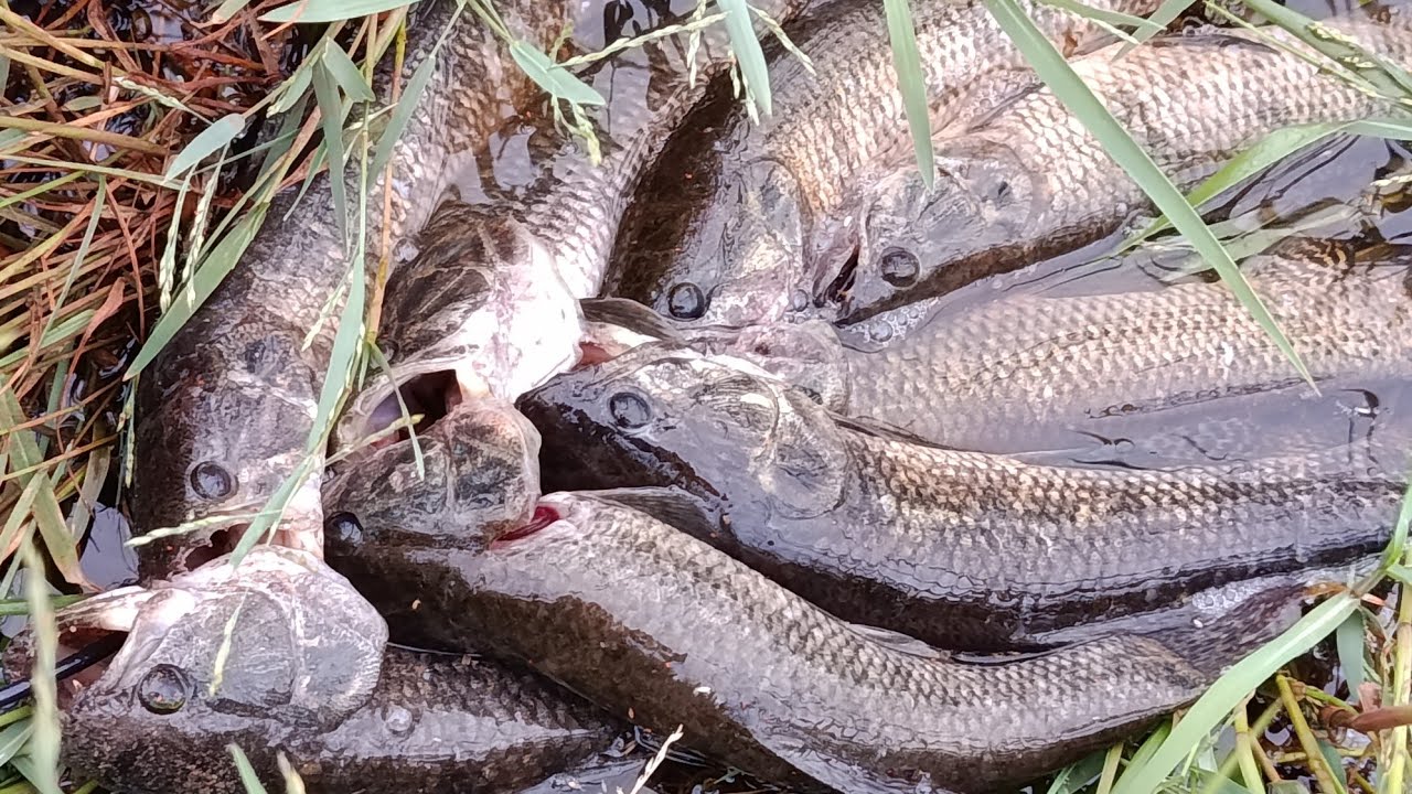 Quando atravessei o canavial encontrei essa lagoa escondida cheia de traíra gigante 