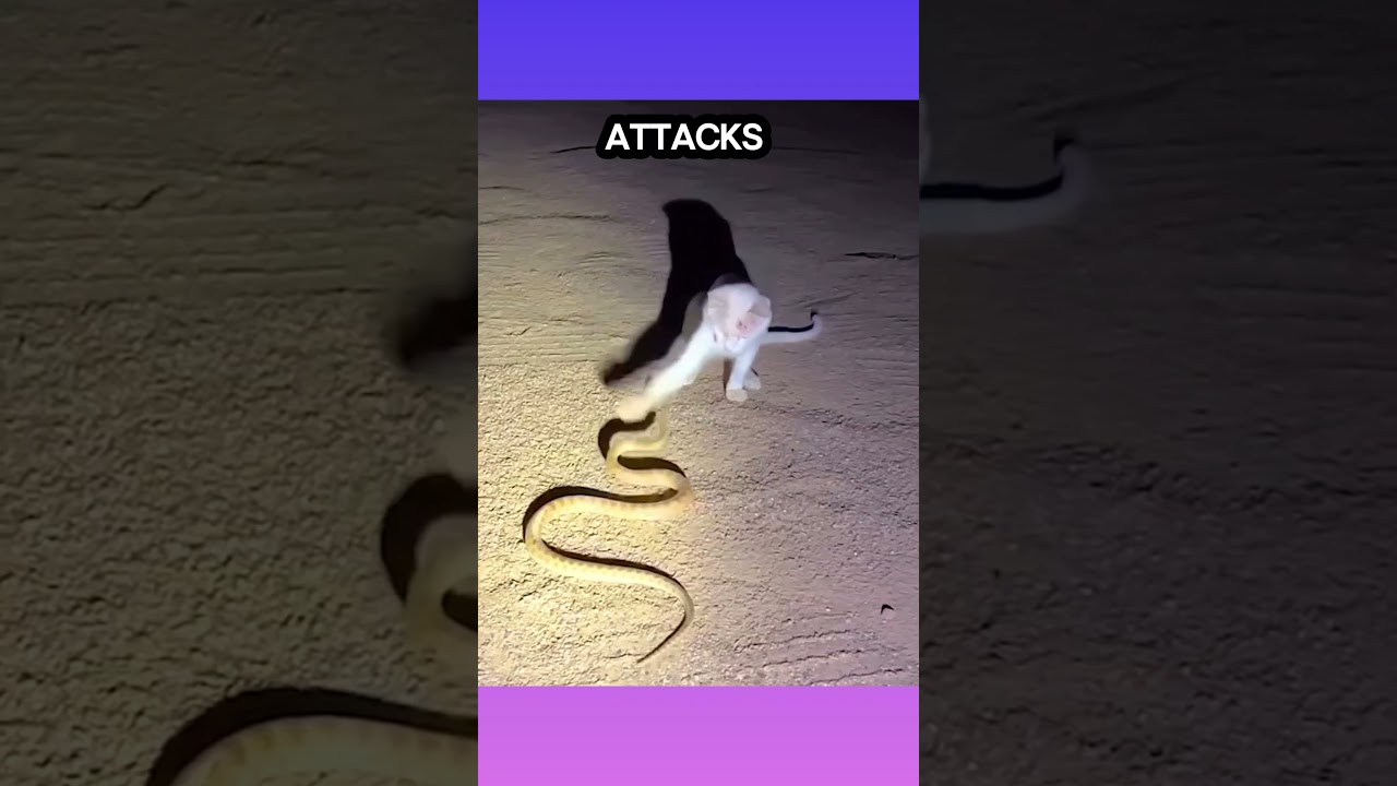 Cat vs. Snake: The Science of Lightning Reflexes  !1💯🌺 