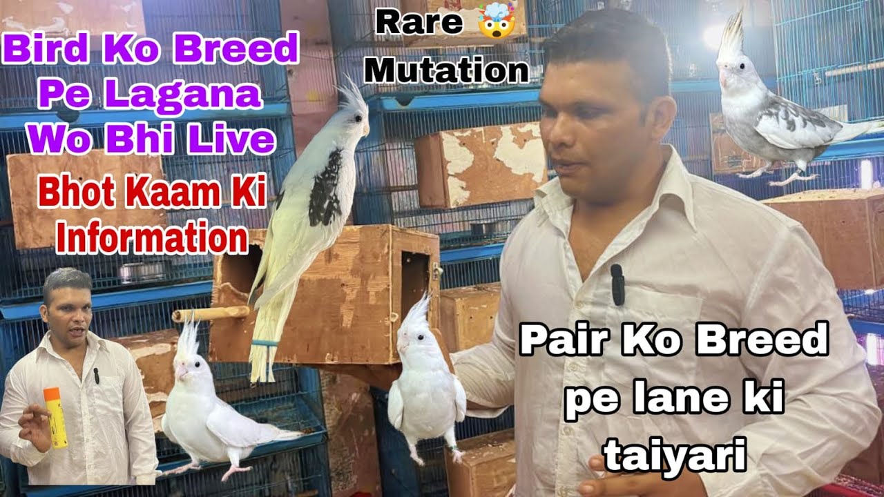 Live Demo| Cockateil Parrot Breed karne ke Liye sahi Tarika bird ko breed pe lagane K |1 Rare bird🦅