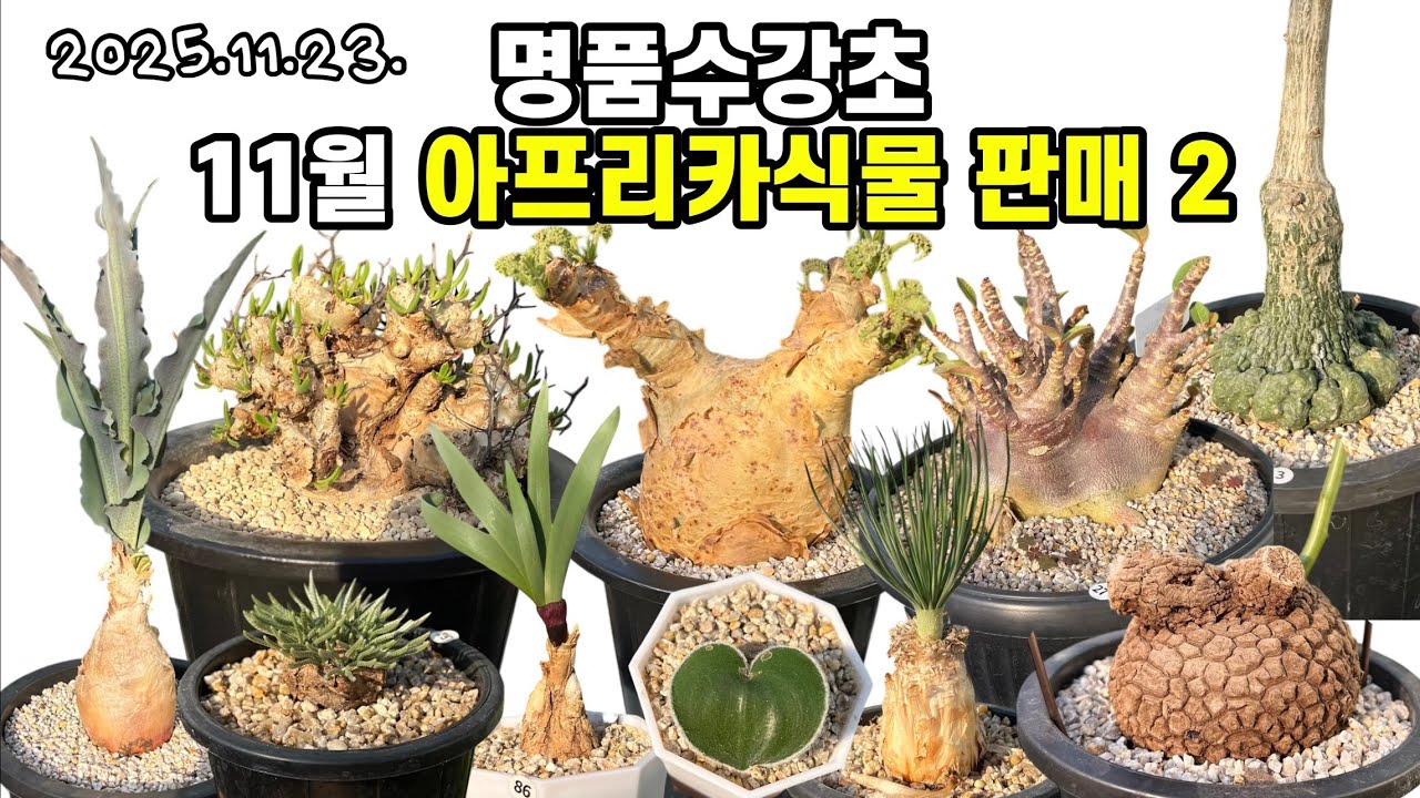 11월 아프리카식물 판매2🌵명품수강초,우터,만물상,알스토니