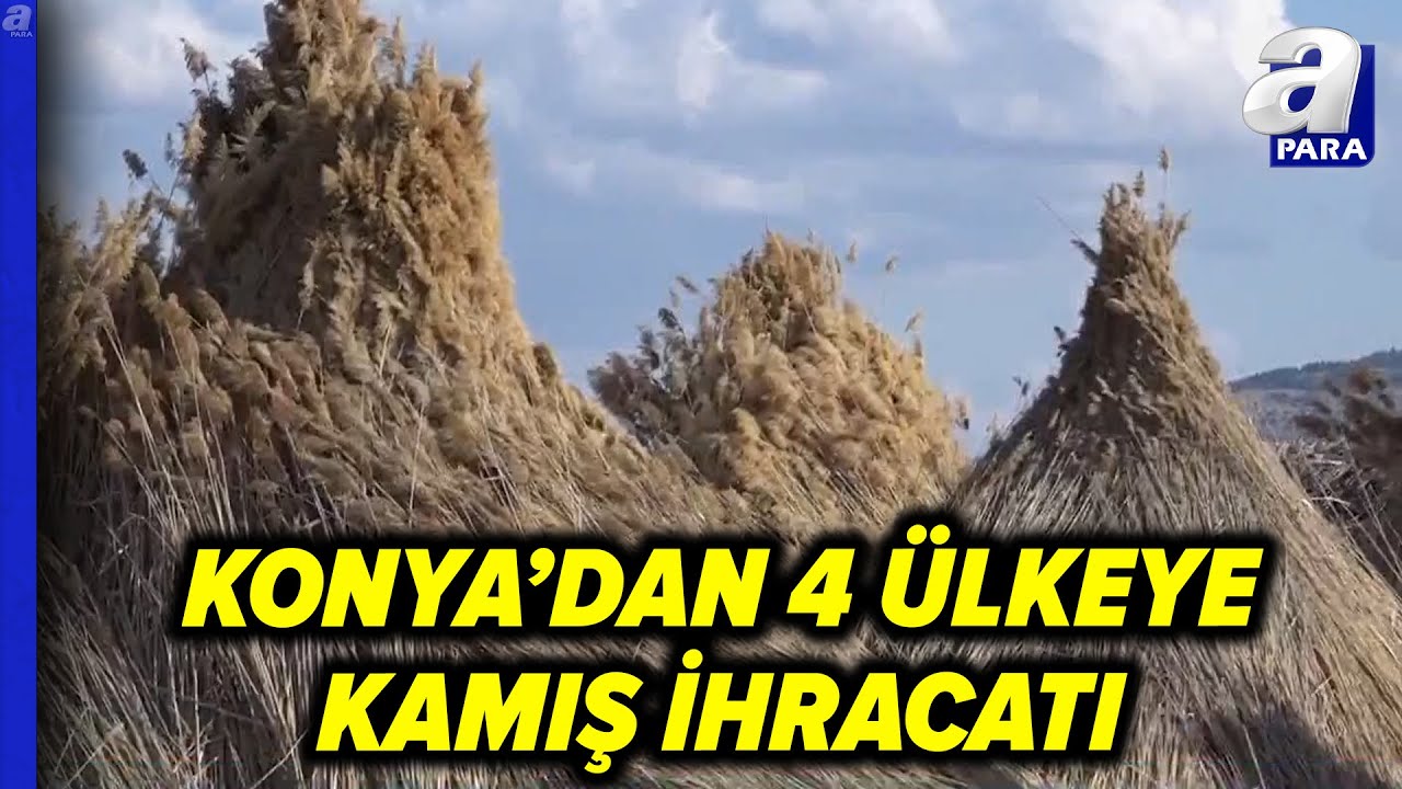 Konya’dan 4 Ülkeye Kamış İhracatı! Kamışlar İşlenerek Ekonomiye Kazandırılıyor l A Para