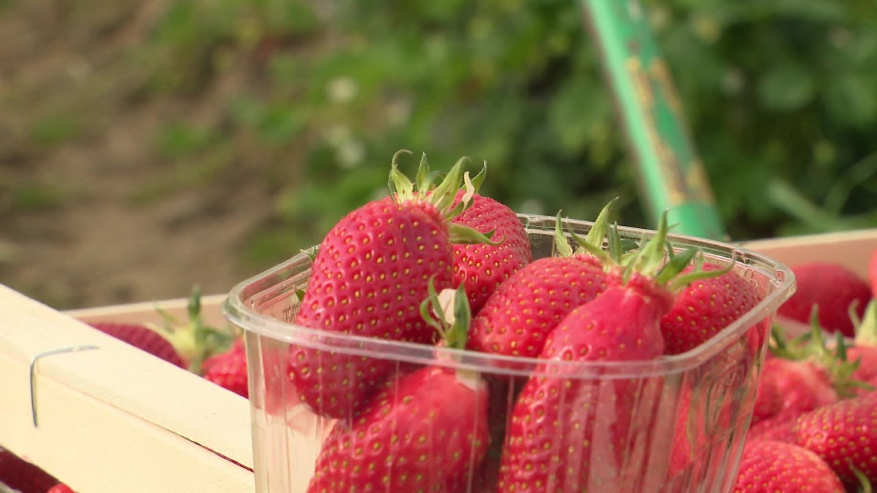 Coronavirus : la récolte des fraises à Contres (Loir-et-Cher)