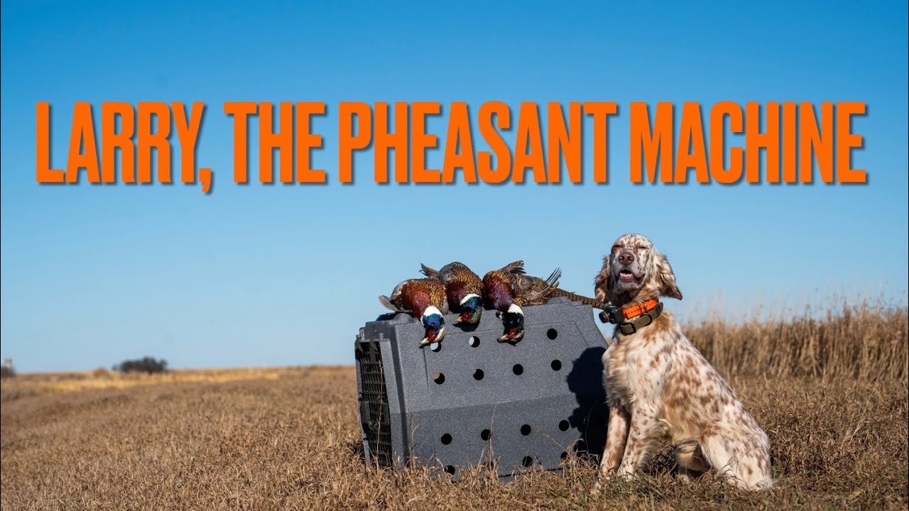 South Dakota Pheasant Hunting 2024 Round 2 | Day 3: Larry, The Pheasant Machine