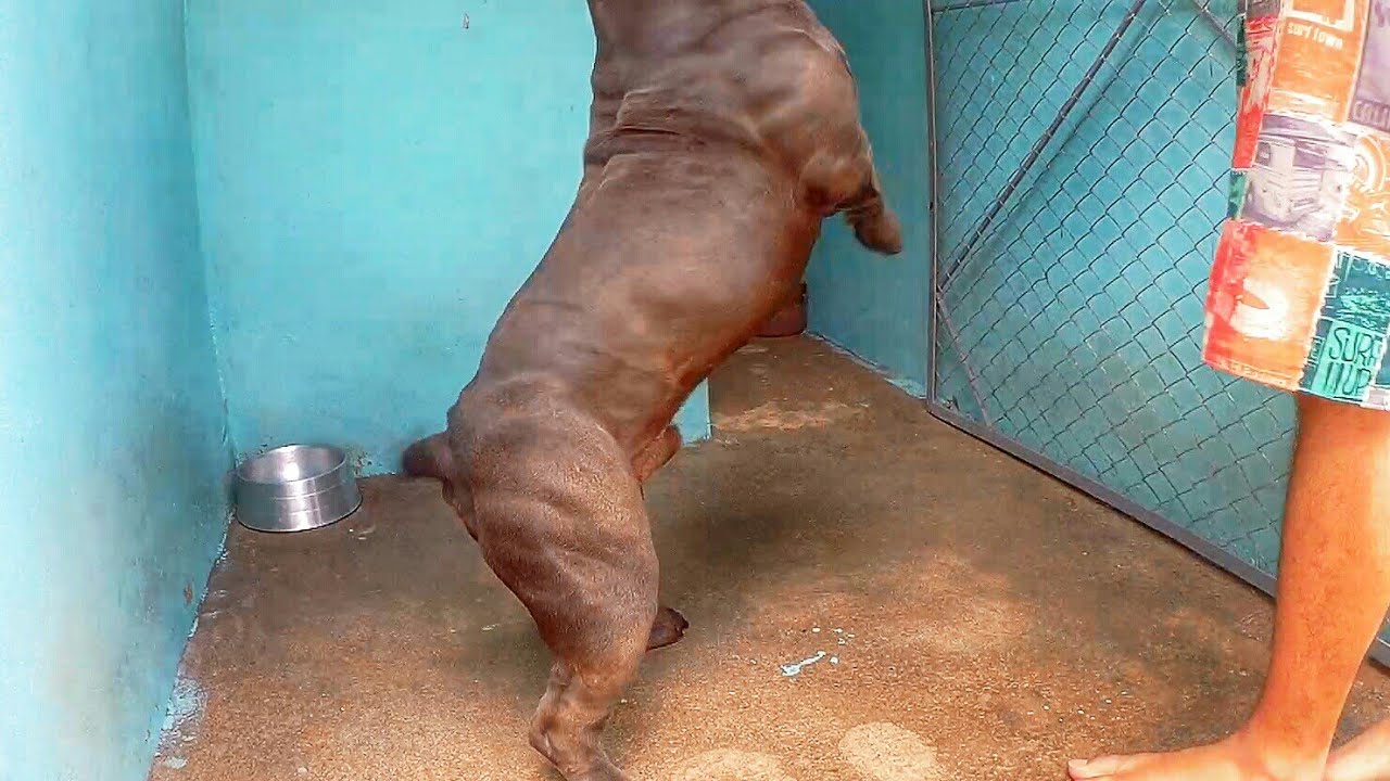 ALIMENTAÇAO O SEGREDO DO COPO DRAGONS PIT KENNEL