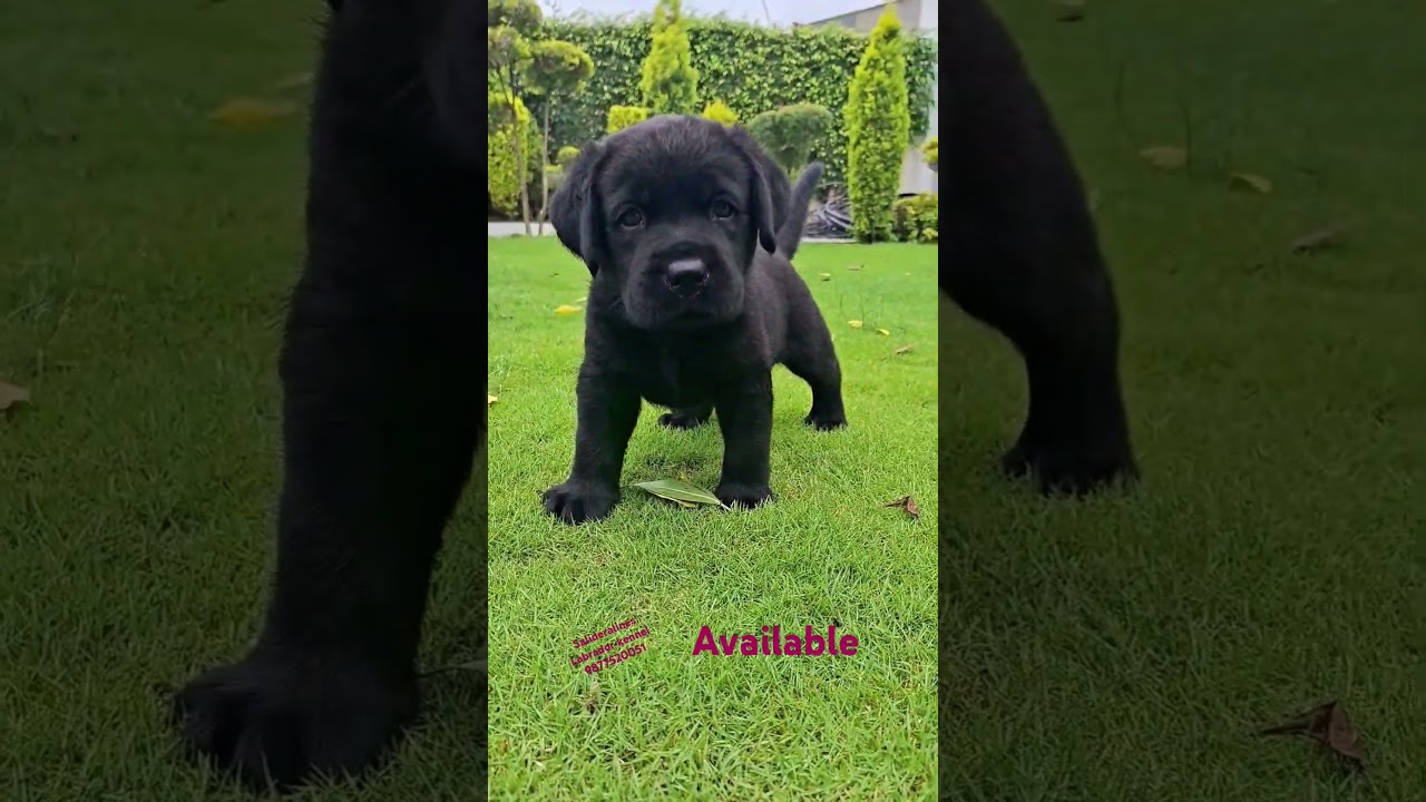 salideralines Labrador kennel puppy available 9877520051 #labrador #blacklabrador #pets #import