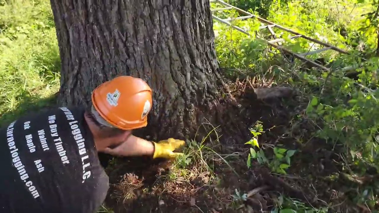 Cutting Old Growth Missouri Walnut Timber