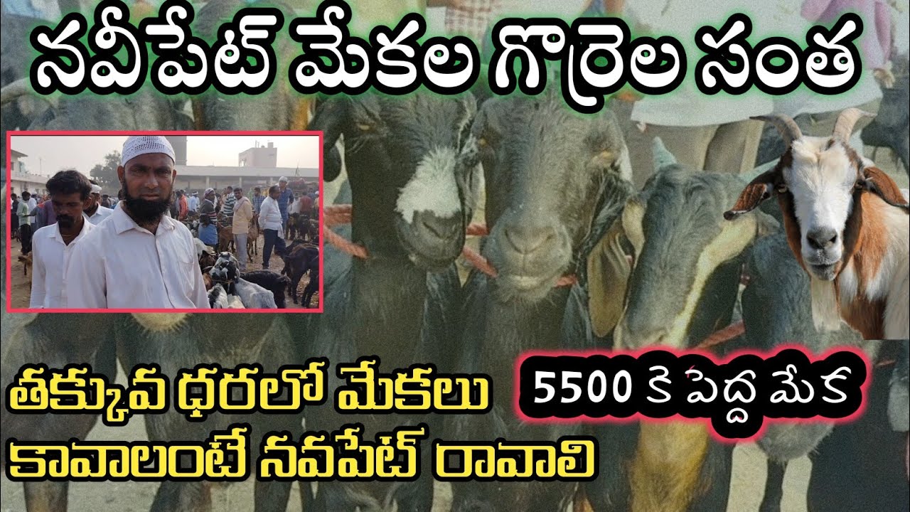 navipet bazar || నవీపేట్ మేకల సంత లో తక్కువ ధరకే మేకలు  