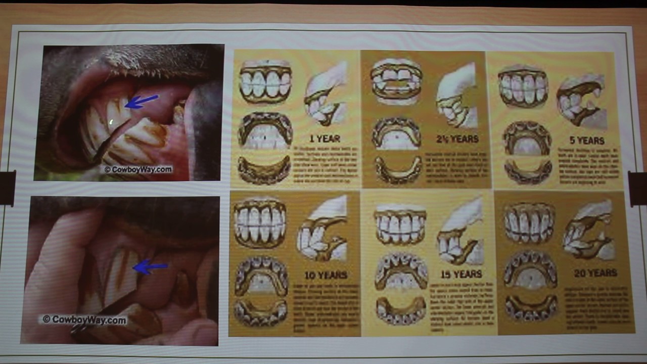 Equine Dentistry